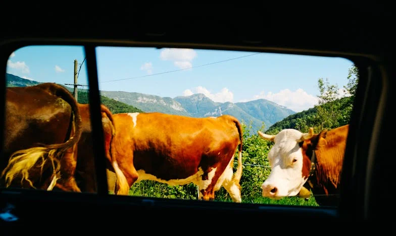 A Chilly Welcome in the Rockies: Our Unforgettable Family Visit